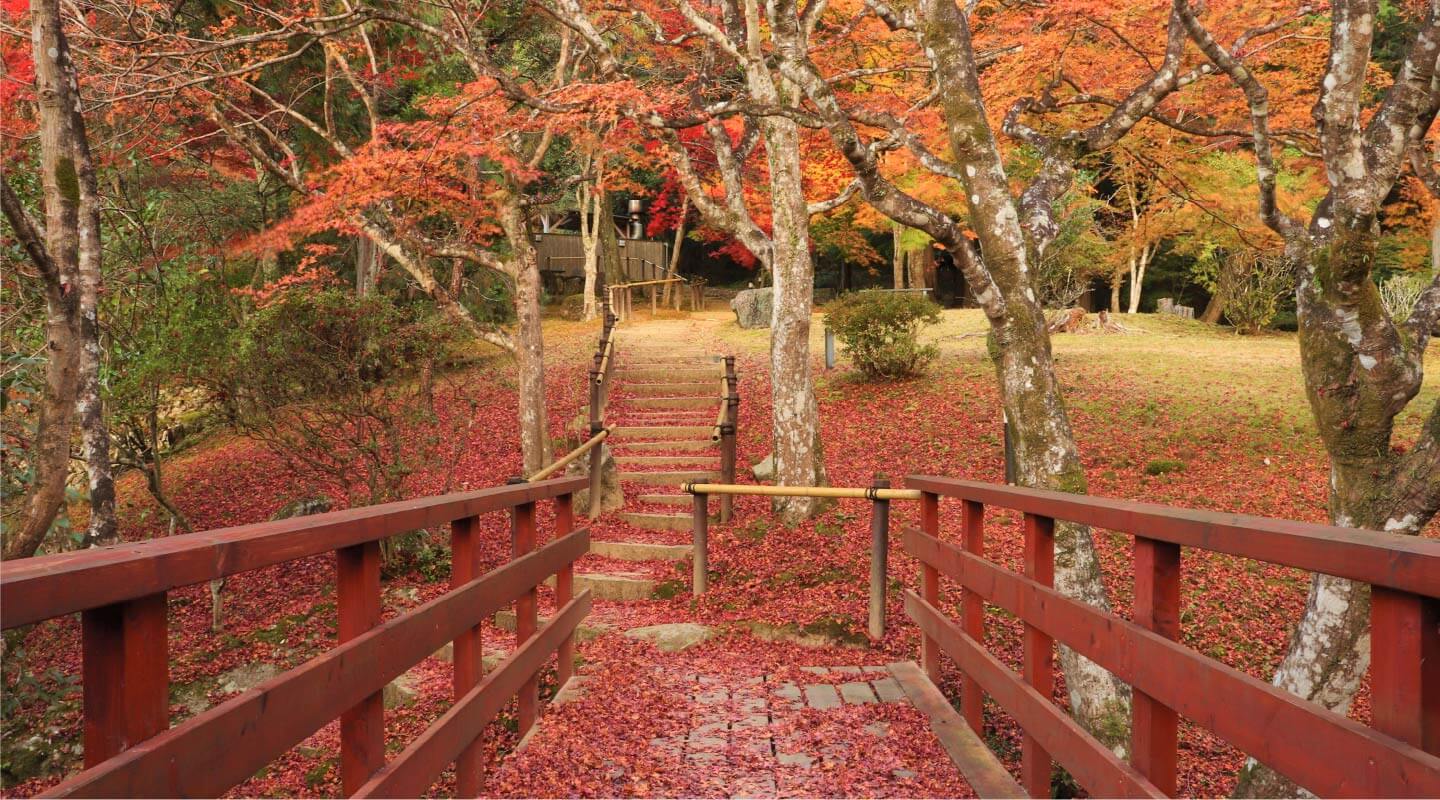 紅葉の時期（11月頃）になると、当館は赤や黄色に染まる美しい紅葉に覆われます